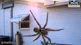 GIANT spider