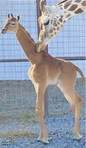 giraffe