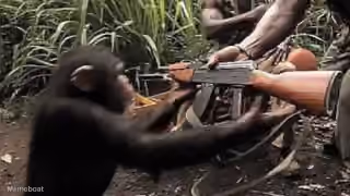 Giving an AK 47 to a Chimpanzee