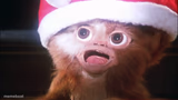 Gizmo bright light