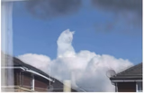 God’s cat