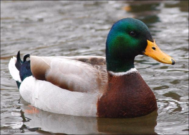 Good Advice mallard - meme generator image preview