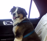 Good Boy