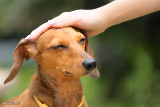 Good Dog