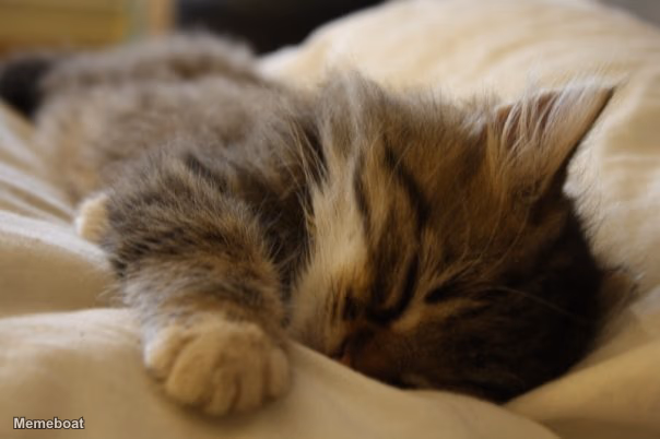 Sleepy Kitten - meme generator image preview