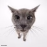 Goofy ahh Cat