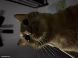 Goofy cat