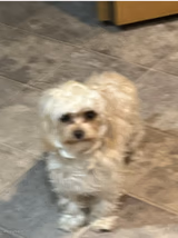 Goofy Dog
