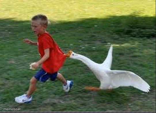 goose chase - meme generator image preview