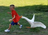 goose chase