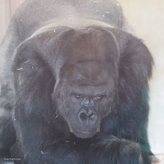 Gorilla - meme generator image preview