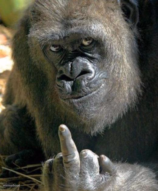 gorilla middle finger - meme generator image preview