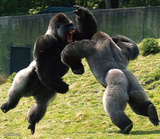 GorillaFight