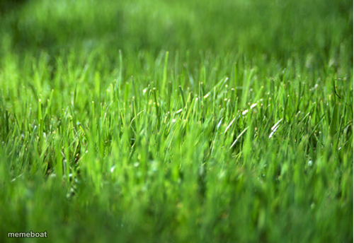 grass is greener - meme generator image preview