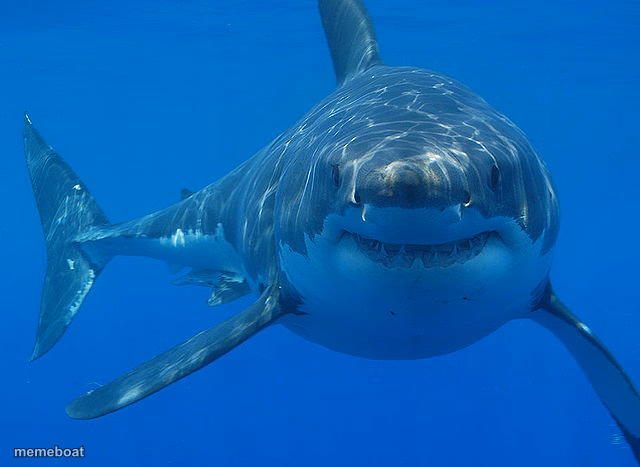 great white shark - meme generator image preview