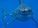great white shark