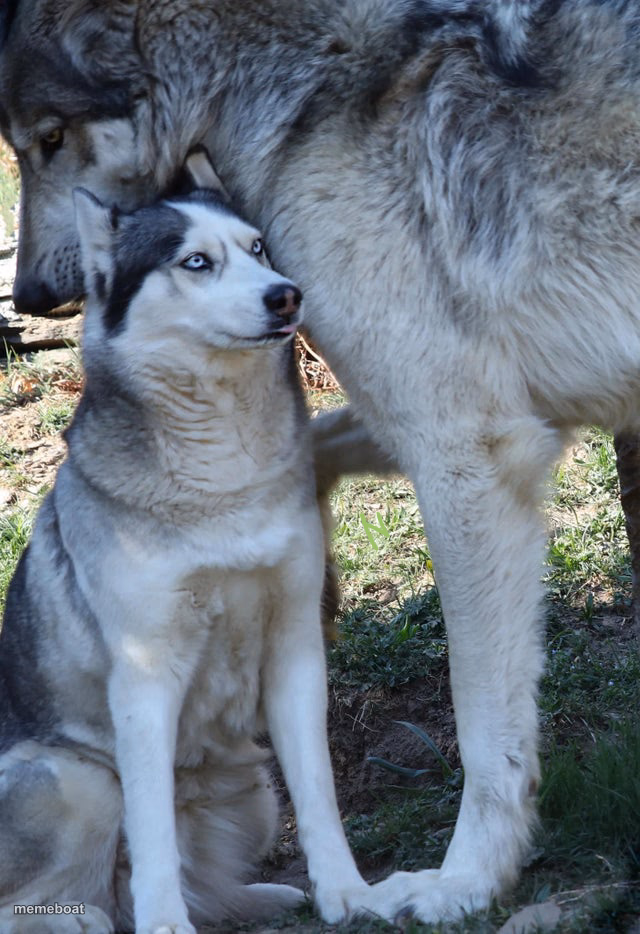 Grey Wolf and Husky - meme generator image preview