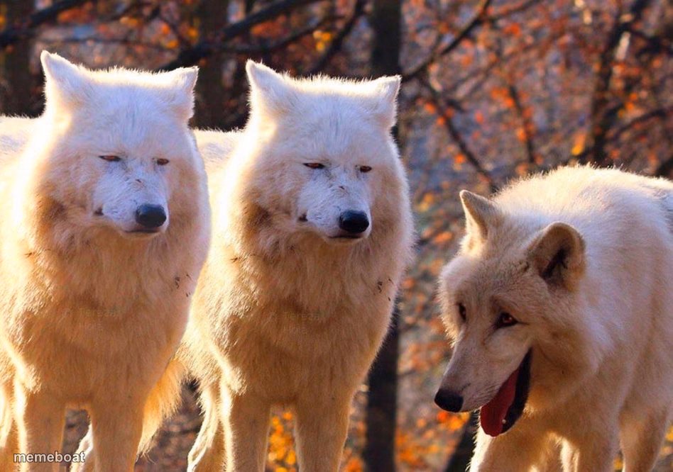 Grump Wolves - meme generator image preview