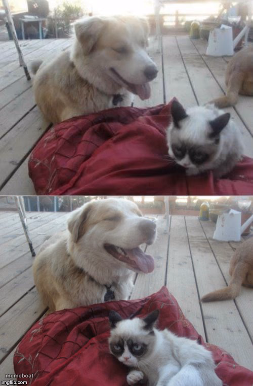 Grumpy Cat and his dog - meme generator image preview