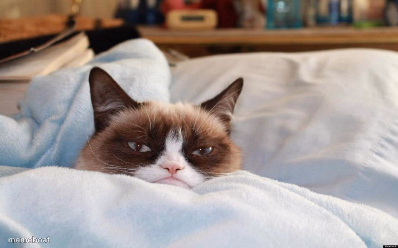 grumpy cat bed - meme generator image preview