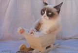 Grumpy Cat In a Sleigh