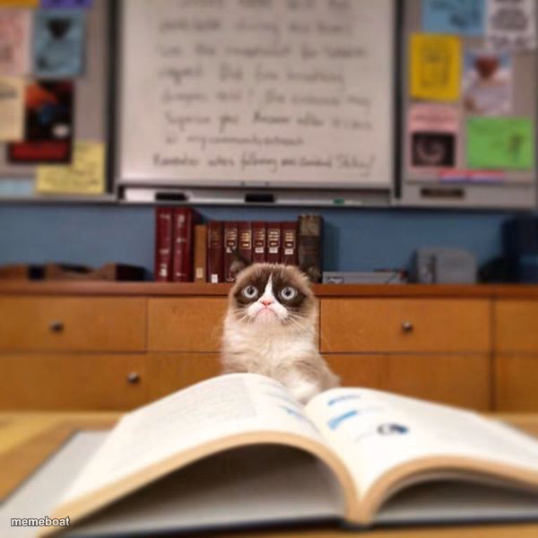 Grumpy Cat Reading - meme generator image preview