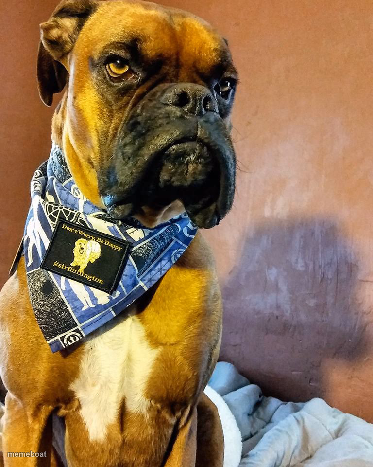 Grumpy Dog - meme generator image preview