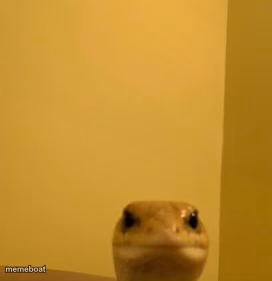 grumpy lizard - meme generator image preview