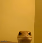 grumpy lizard