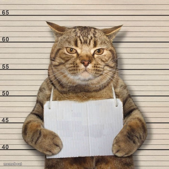 GUILTY CAT MUG SHOT BLANK - meme generator image preview