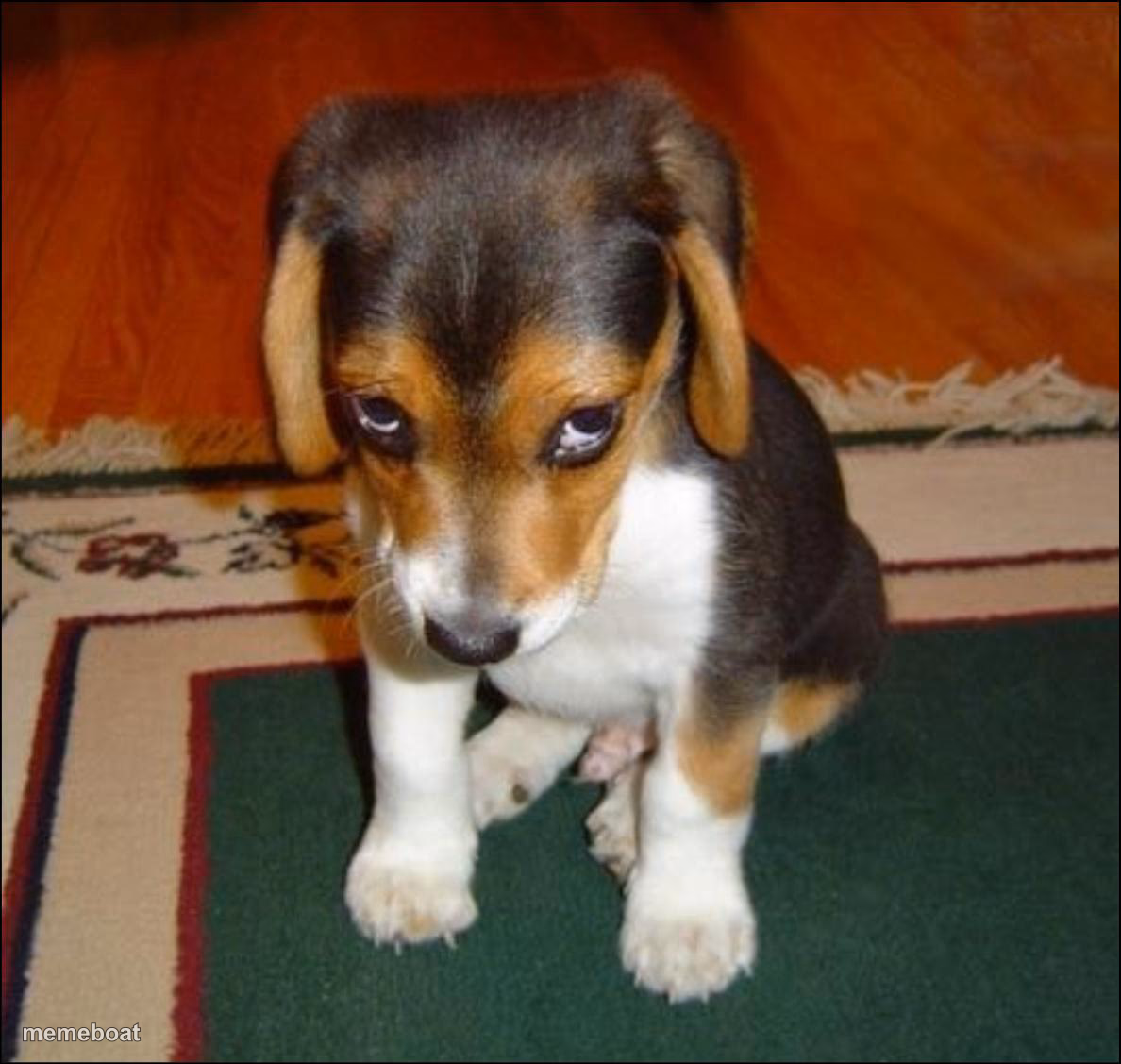guilty puppy - meme generator image preview