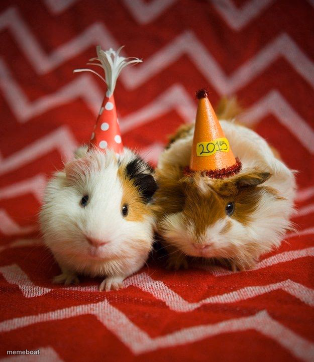 guinea pig birthday - meme generator image preview