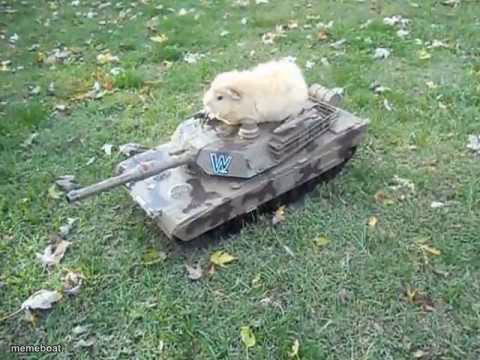 Guinea pig tank - meme generator image preview