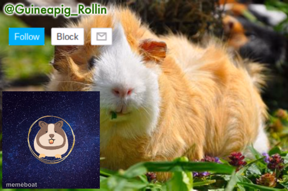 Guineapig_Rollin announcement template - meme generator image preview