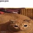 Gwa gwa