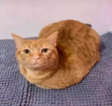 Hamborgor cat i think