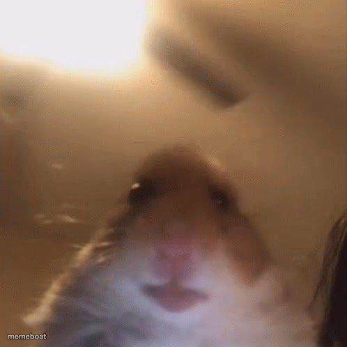 hampter - meme generator image preview