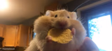 Hampter eating