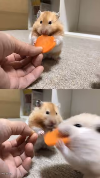 Hamster Steals Carrot