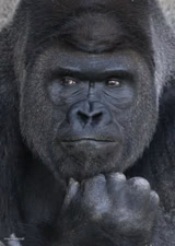 Handsome Gorilla