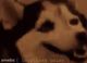 Happines noises dog