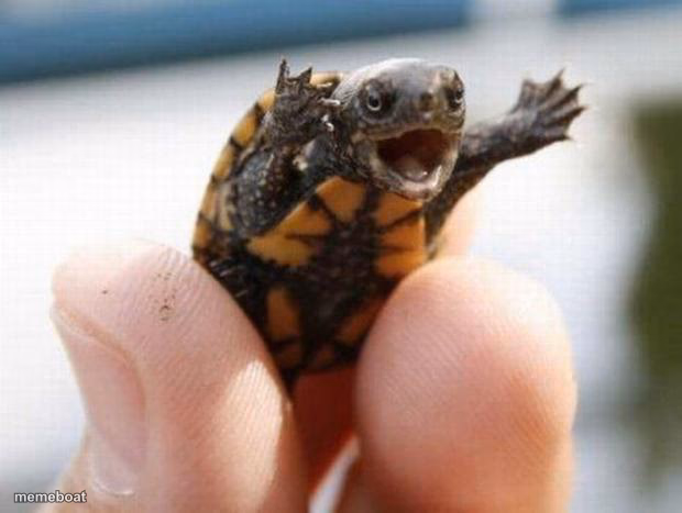 happy baby turtle - meme generator image preview