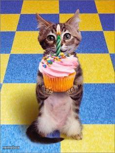 Happy Birthday Cat - meme generator image preview