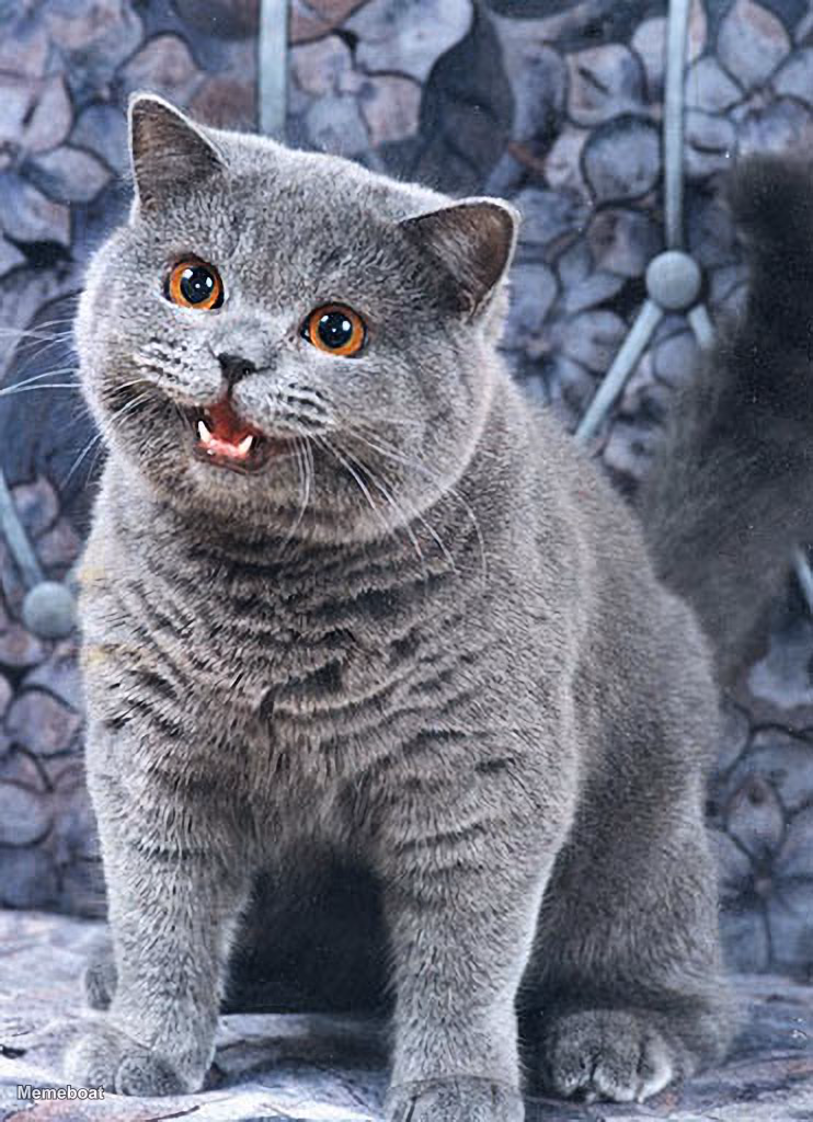 Happy Cat - meme generator image preview