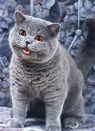 Happy Cat
