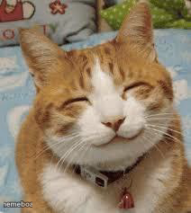 Happy cat - meme generator image preview