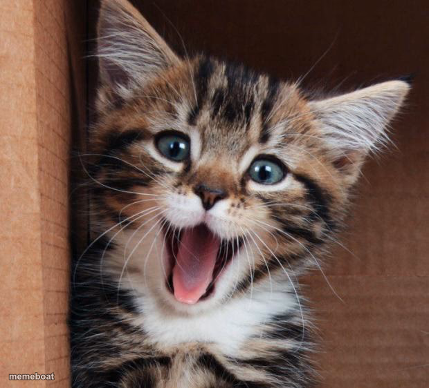 Happy cat - meme generator image preview