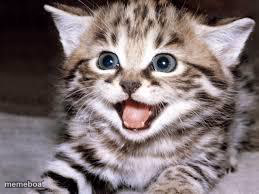 happy cat - meme generator image preview