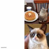 Happy cat sad cat