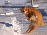 Happy dance cat
